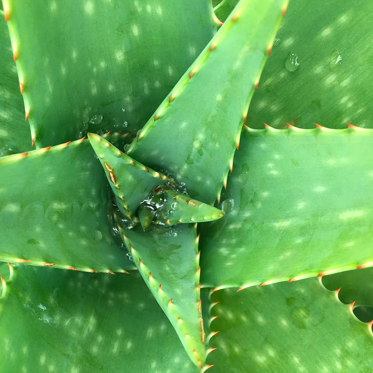 Miniature 2